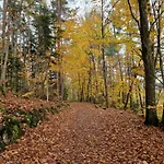 Des Platanes Entre L'alsace Et Les Vosges Nature