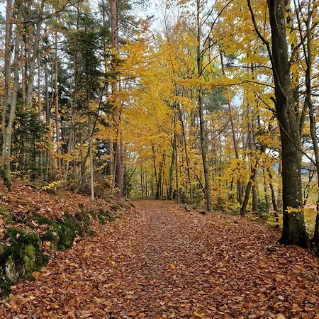 Des Platanes Entre L'alsace Et Les Vosges Nature