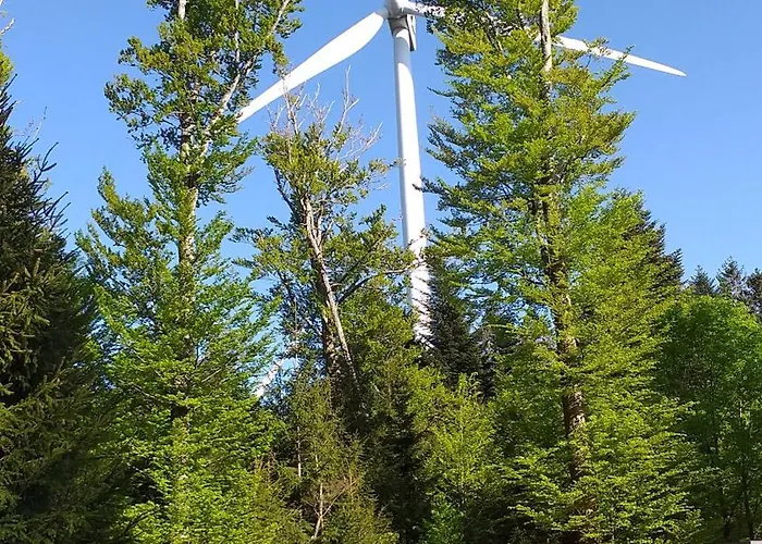 Des Platanes Entre L'alsace Et Les Vosges Nature