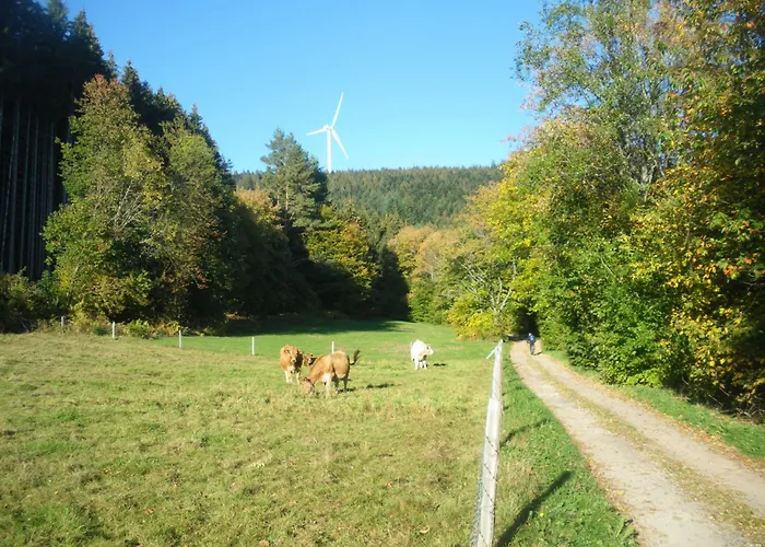 Des Platanes Entre L'alsace Et Les Vosges Nature
