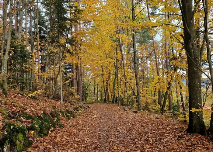 Des Platanes Entre L'alsace Et Les Vosges Nature